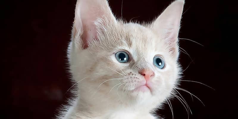 Small white kitten looking up