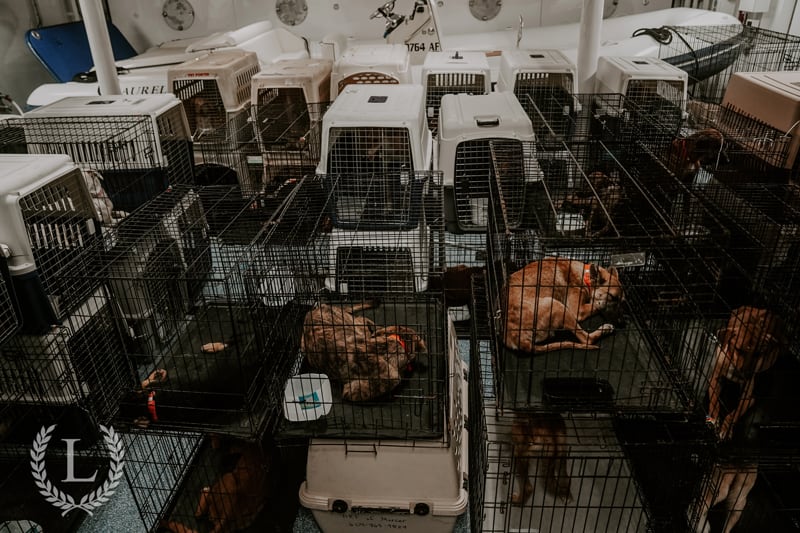 Dogs in crates aboard the boat Laurel